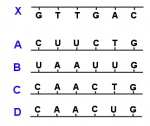 DNA%20strand%20and%20RNA.png